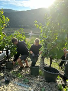 Weinfachschule_Ernte_Ahr2023