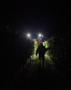 Weinfachschule_Nahe_Ernte_2023